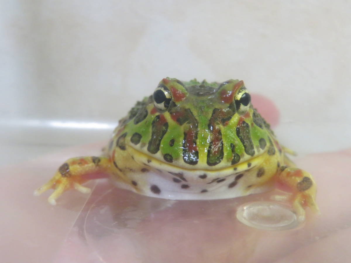 ベルツノガエル 画像の子 カエル 売買されたオークション情報 Yahooの商品情報をアーカイブ公開 オークファン Aucfan Com