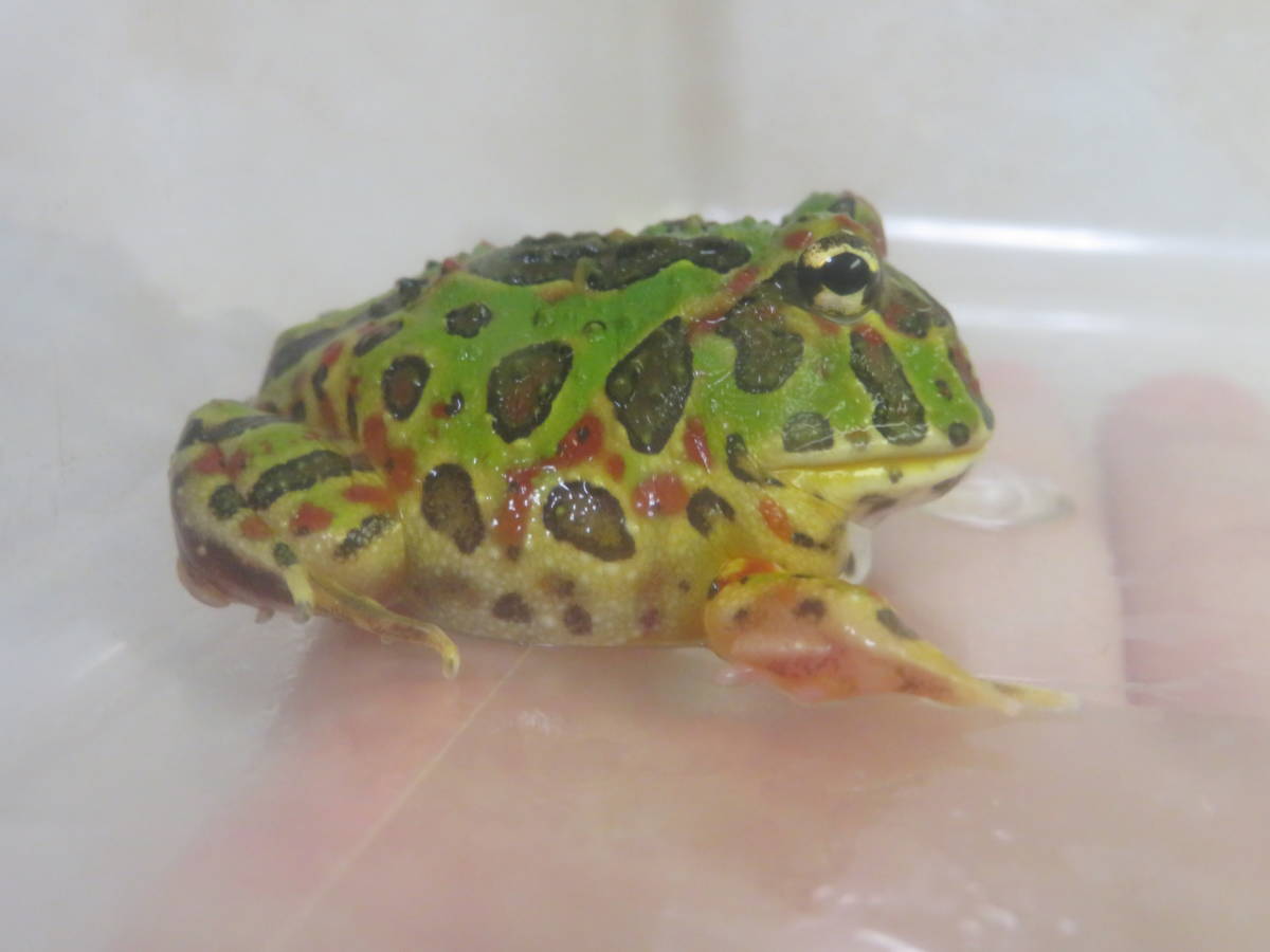ベルツノガエル 画像の子 カエル 売買されたオークション情報 Yahooの商品情報をアーカイブ公開 オークファン Aucfan Com