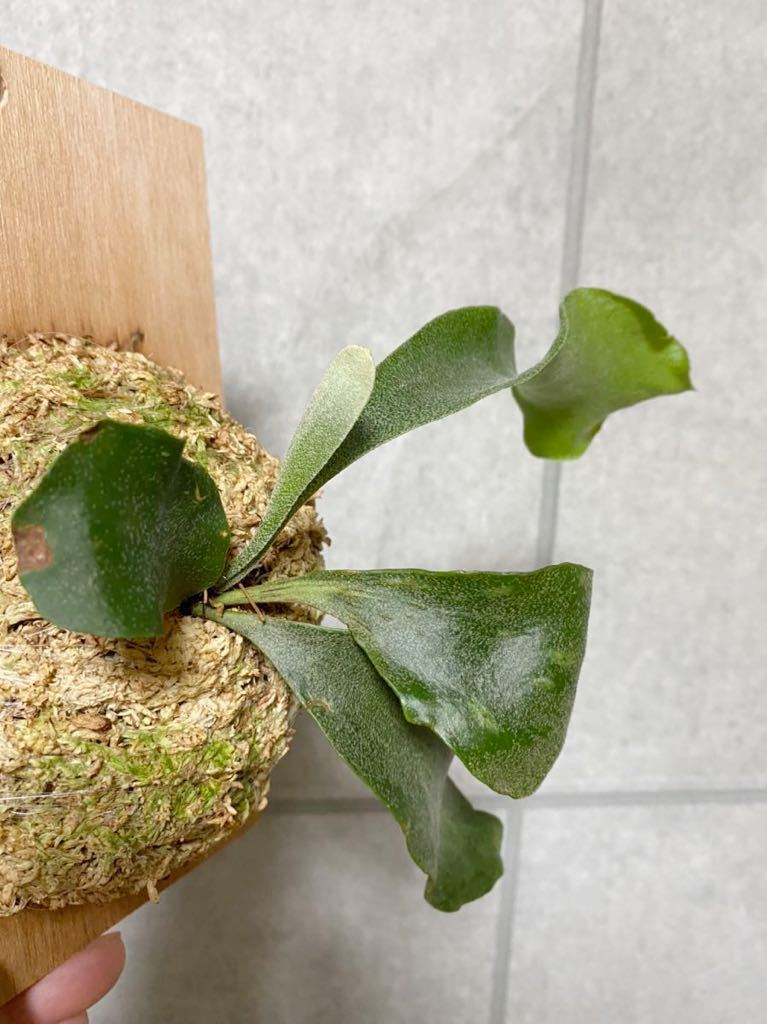 ▽P.White wing▽ ホワイトウィング　【PLANET】ビカクシダ 