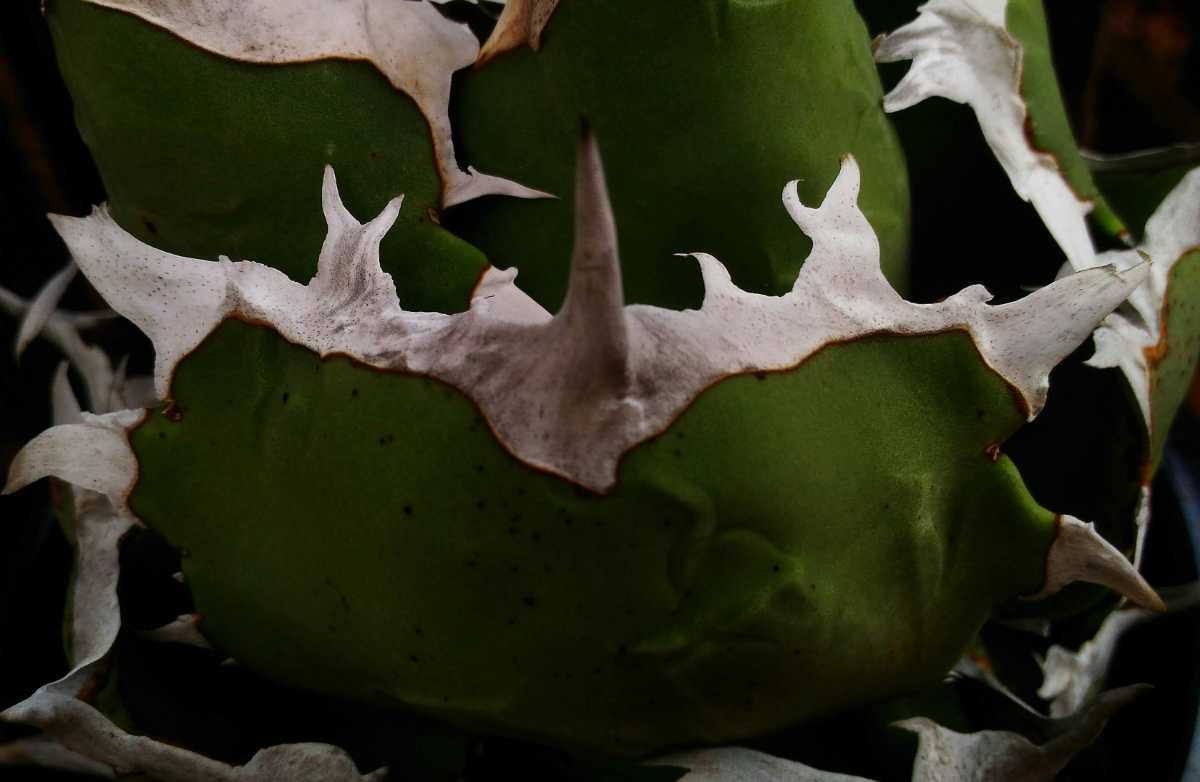 アガベ チタノタ 甲部白鯨 ロウルサンコ産 観葉植物 アガベ チタノタ 甲部白鯨 ロウルサンコ産