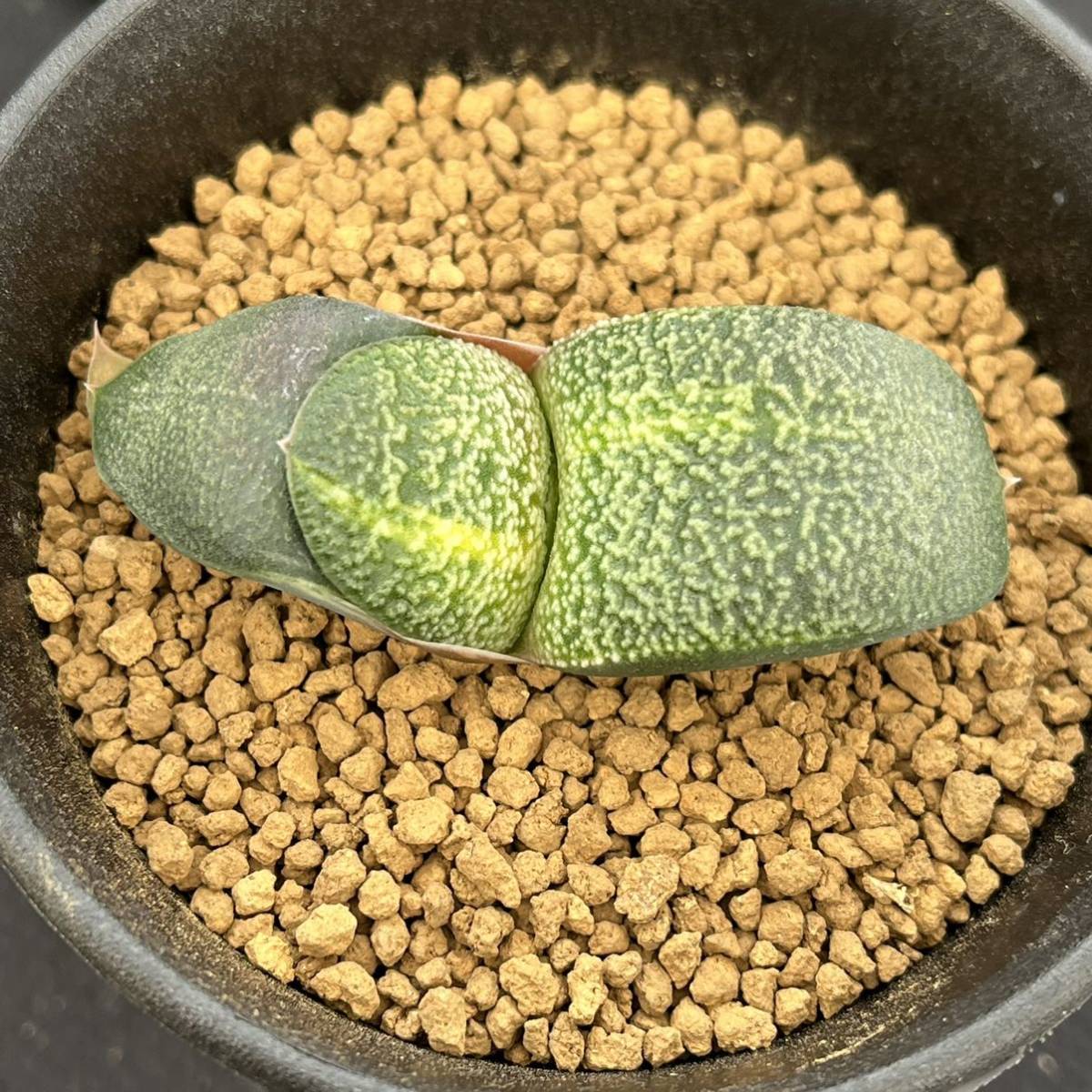 観葉植物 ガステリア パール臥牛錦 極上株