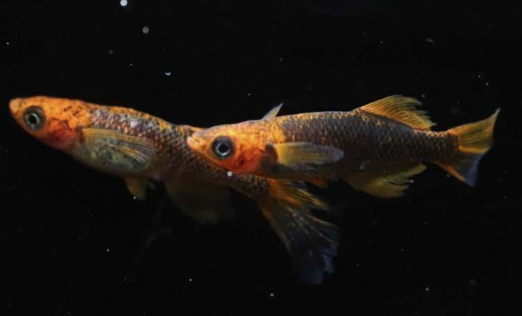 ◇稚魚出品◇ 稚魚10匹 竜章鳳姿 超極美!! 星田めだか様購入個体 ヒレ 