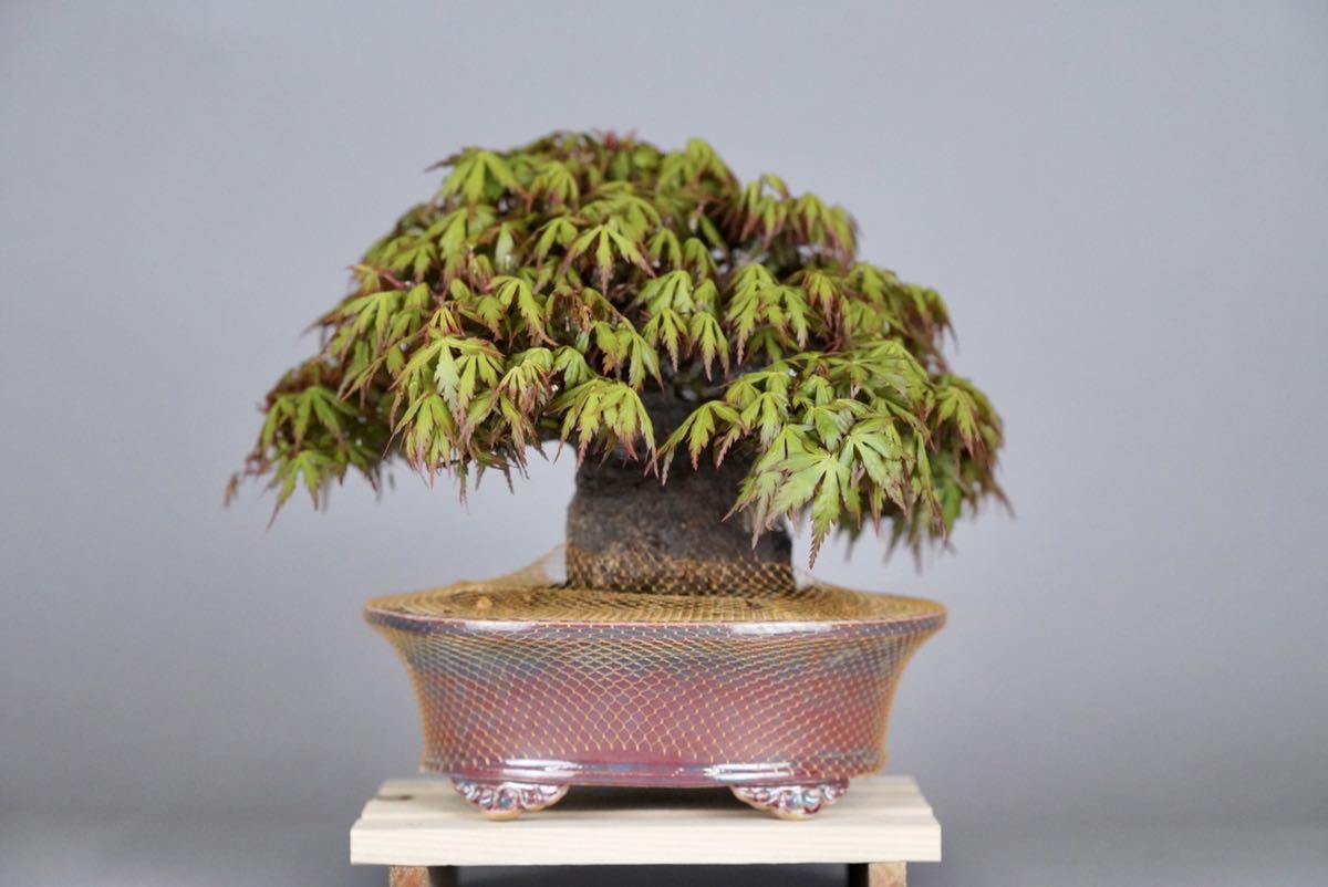 小品盆栽 太極幹 山紅葉 山もみじ Ezmedsoft Ae