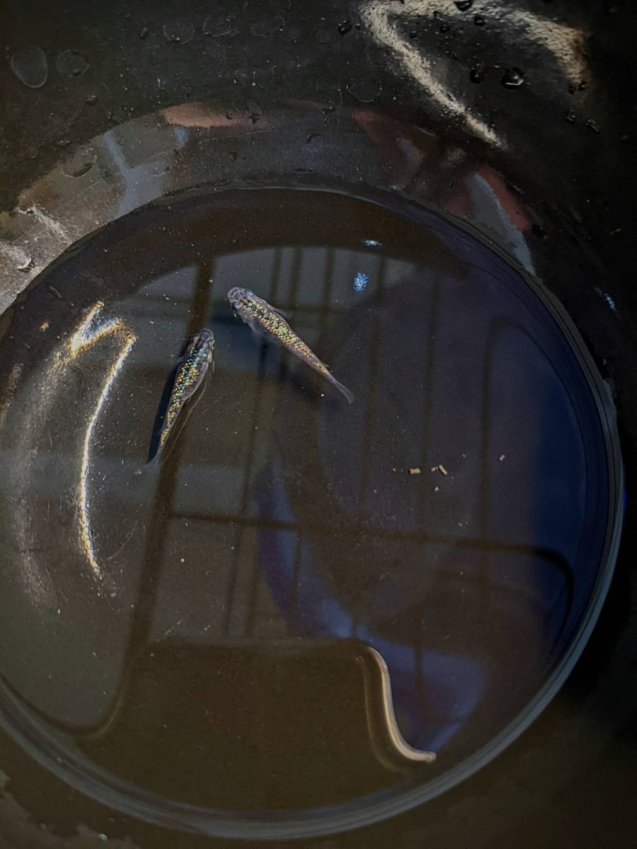 黒ラメ幹之サファイア系　有精卵（30+α）希望があればゾウリムシもおまけします_1