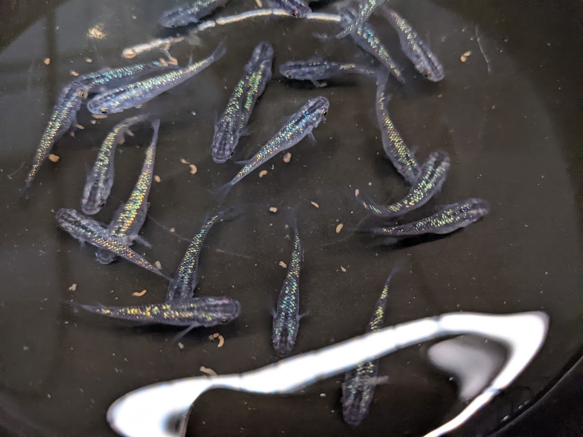 黒ラメ幹之サファイア系　有精卵（30+α）希望があればゾウリムシもおまけします_2