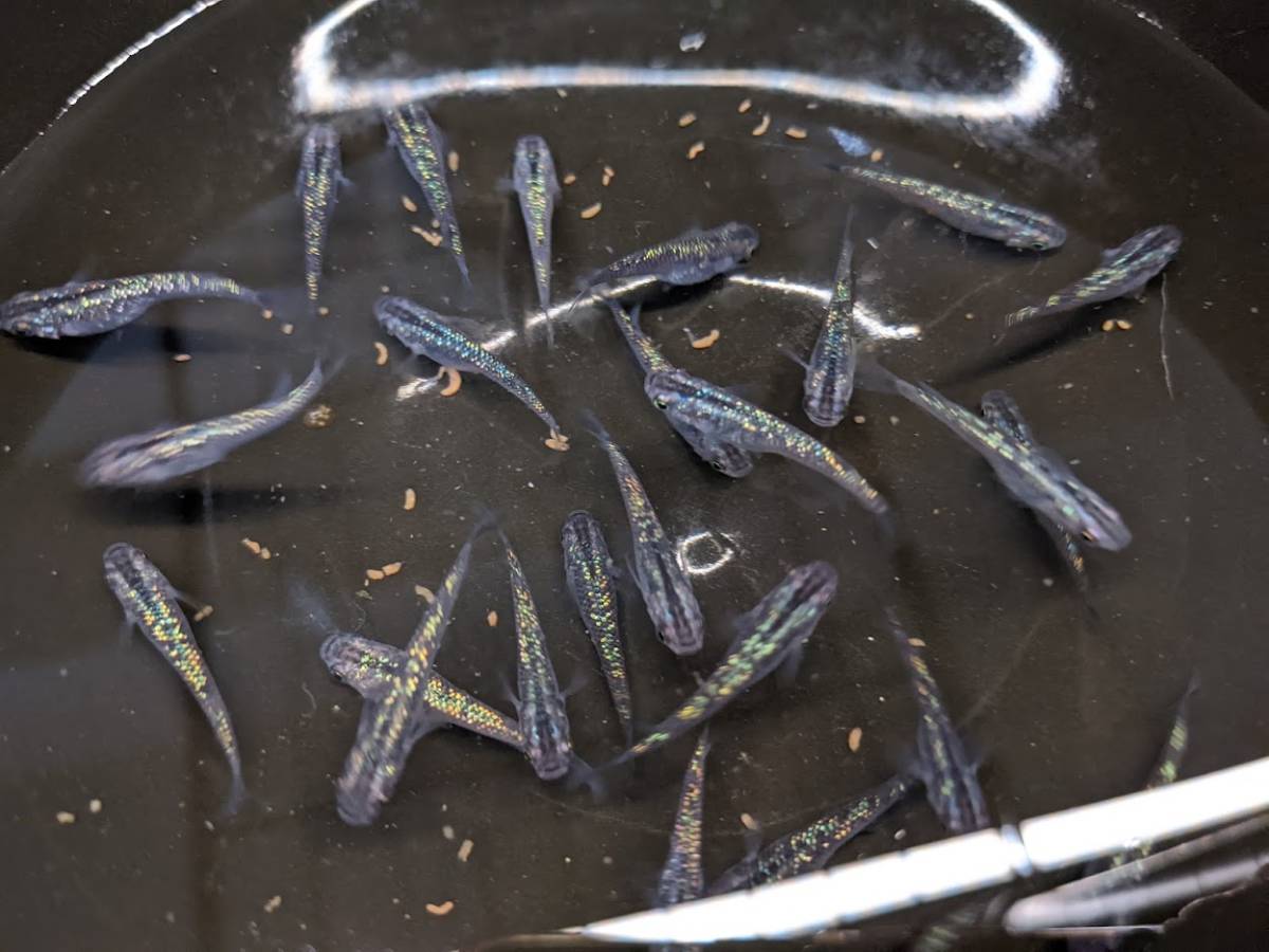 黒ラメ幹之サファイア系　有精卵（30+α）希望があればゾウリムシもおまけします_3