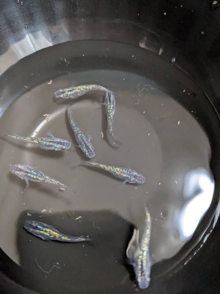 黒ラメ幹之サファイア系　有精卵（30+α）希望があればゾウリムシもおまけします_4