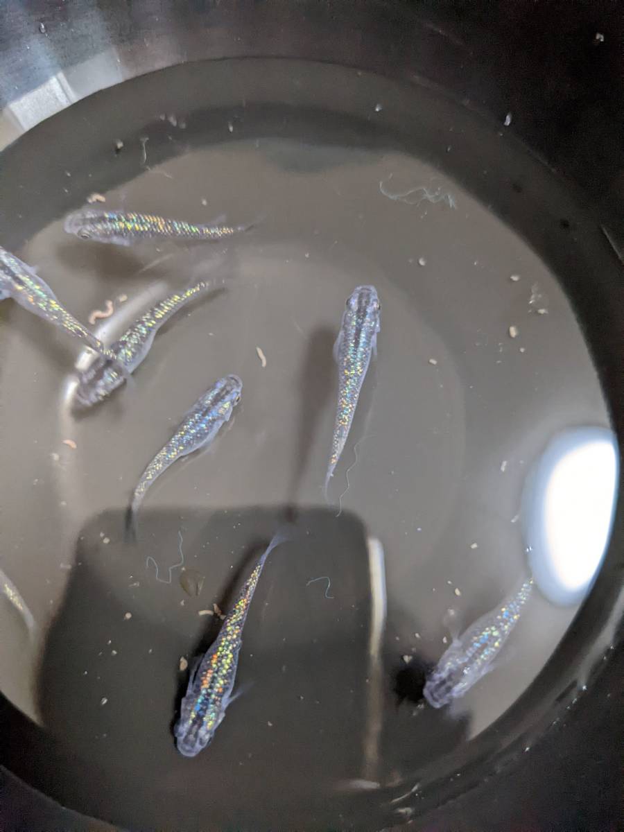 黒ラメ幹之サファイア系　有精卵（30+α）希望があればゾウリムシもおまけします_5