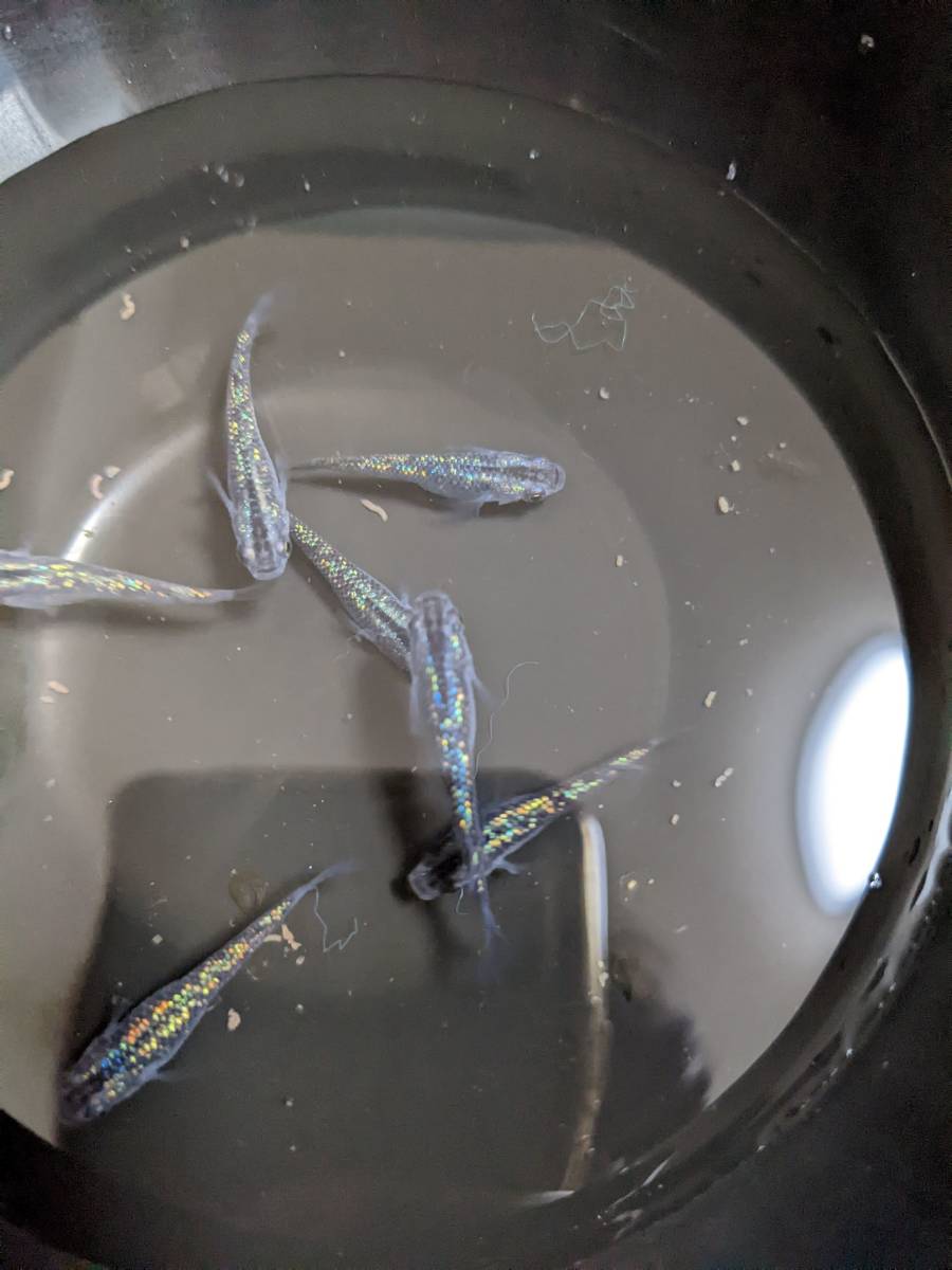 黒ラメ幹之サファイア系　有精卵（30+α）希望があればゾウリムシもおまけします_7