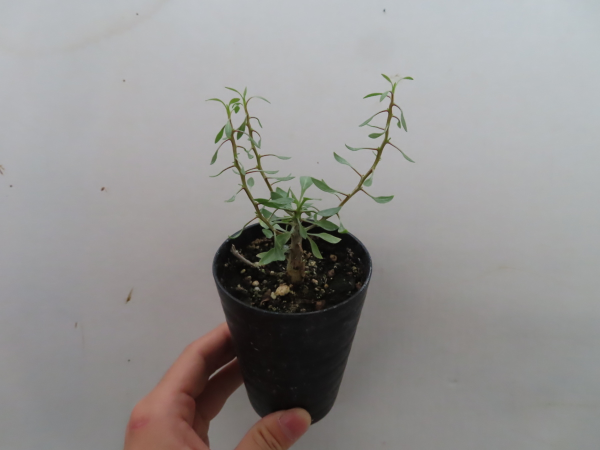 Fouquieria columnarisフォークイエリア・コルムナリス・観峰玉 