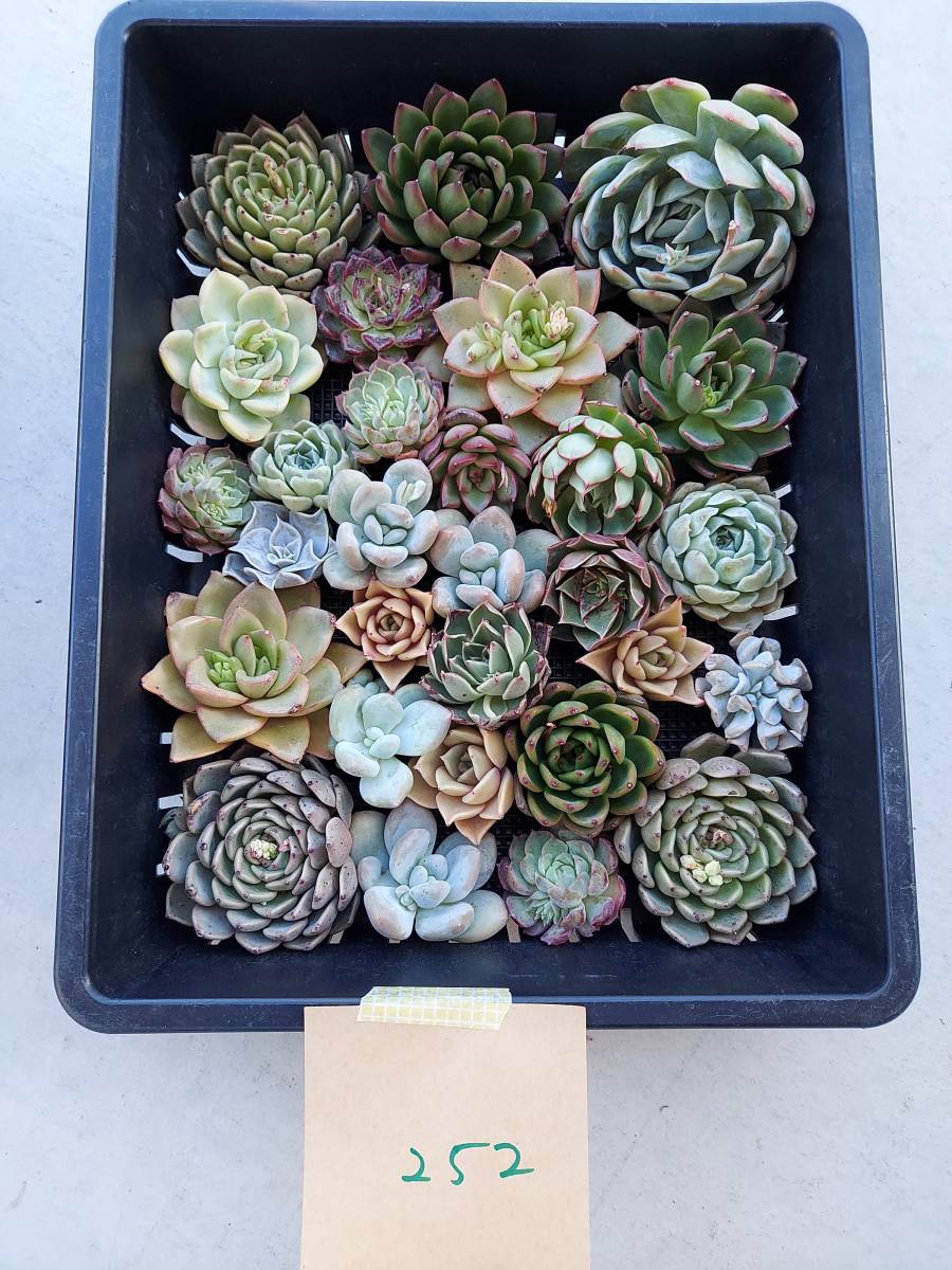 韓国多肉植物 韓国苗 エケベリア Echeveria 45-252多肉植物 寄せ植えに♪（お名前つきません）　 (岡山在庫)★(4/15発送)