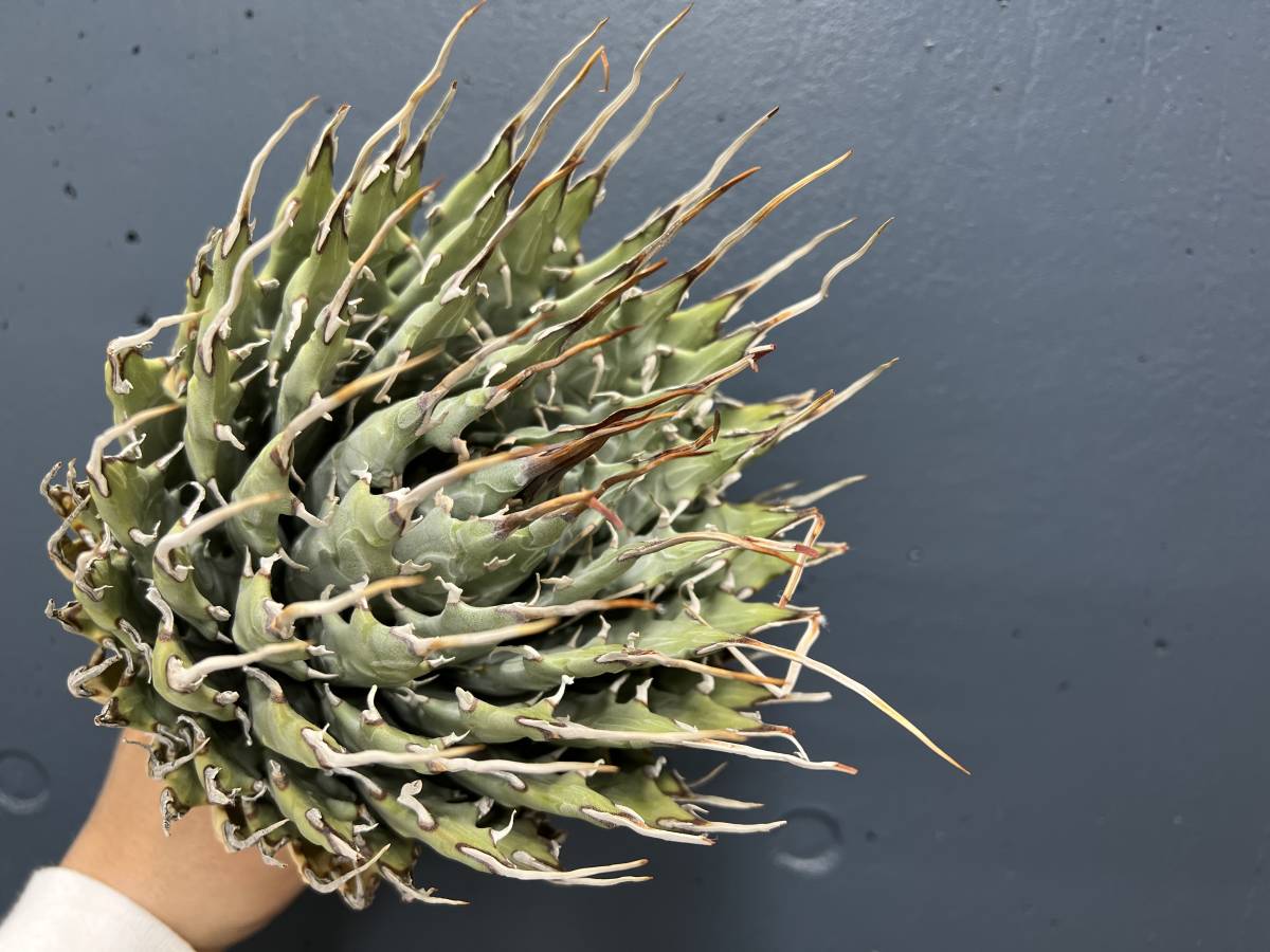 アガベ ・エボリスピナ 陽炎 現地株 Ⅲ】激レア 陽炎 アガベ ユタエンシス エボリスピナ Agave utahensis