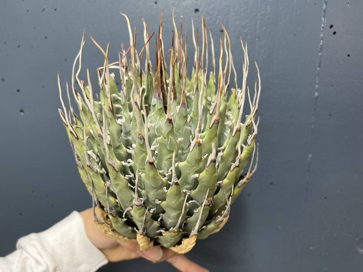 Ⅲ】激レア 陽炎 アガベ ユタエンシス エボリスピナ Agave utahensis