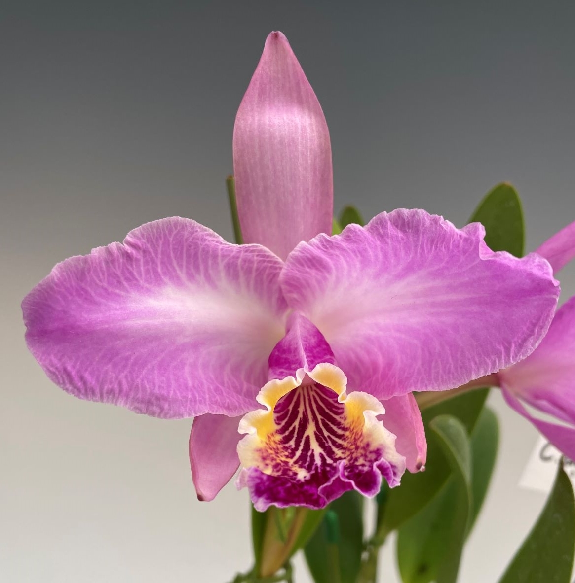 洋蘭原種 (785) 落葉性胡蝶蘭 Phalaenopsis thailandica