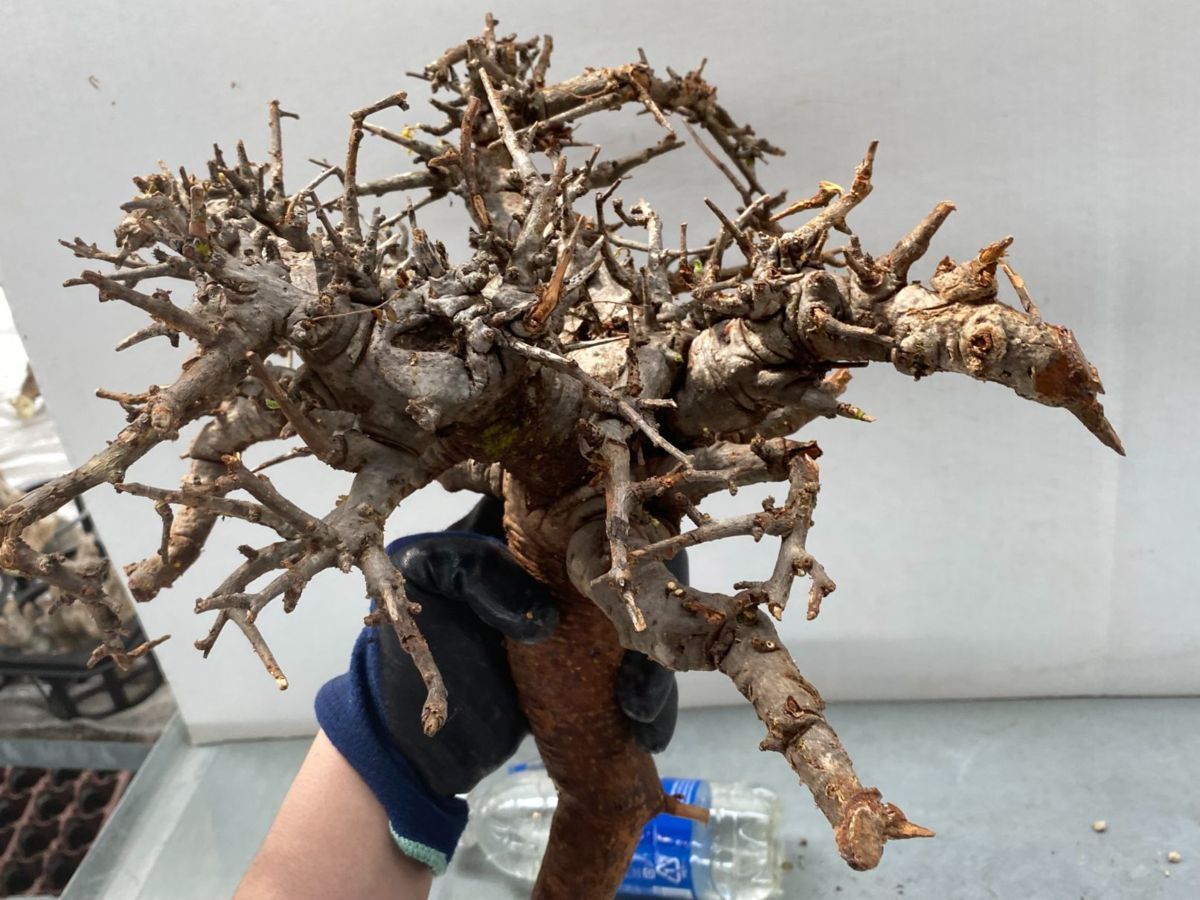 現品限りボスウェリア・ネグレクタ Boswellia neglecta 園芸 