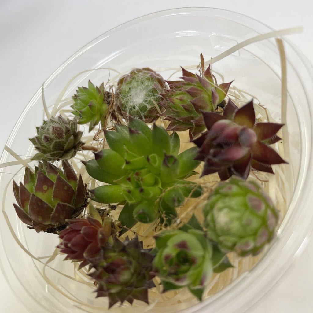 100円 多肉植物カット苗 センペルビウム バラエティセット お得 紅葉中 初心者の方へも 根付き その他 売買されたオークション情報 Yahooの商品情報をアーカイブ公開 オークファン Aucfan Com