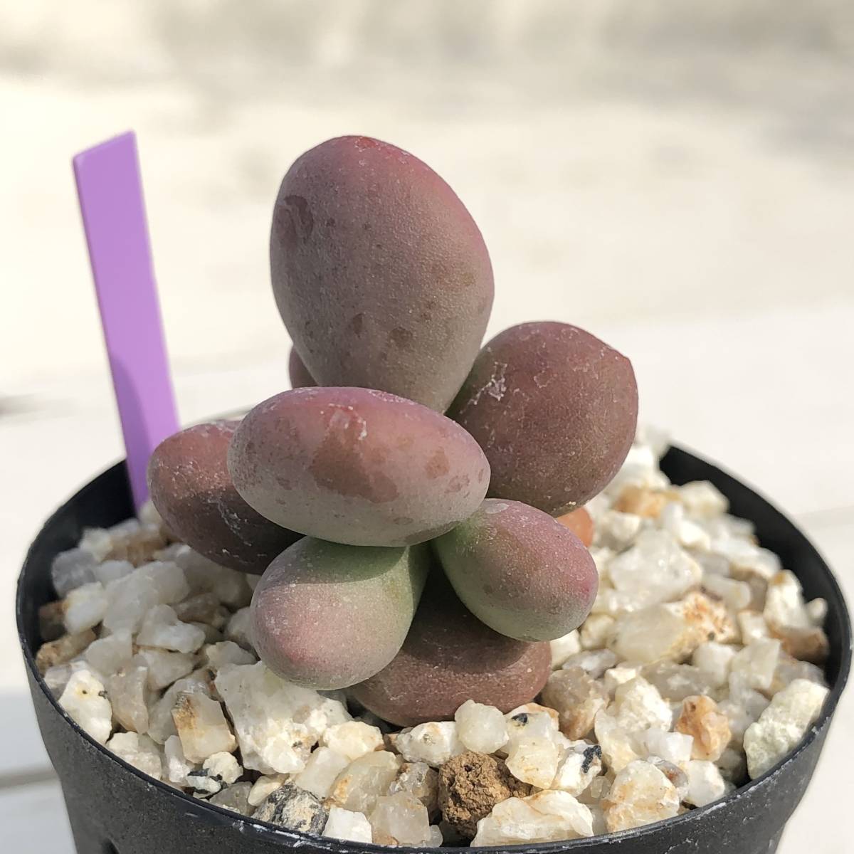 Ceraria pygmaea ケラリア ピグマエア - プラントブラザーズ 