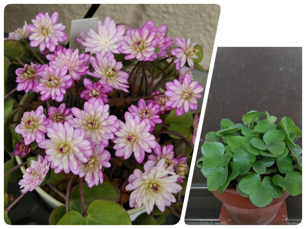 雪割草 千重咲き 夕鶴 花終わり 山野草 花 売買されたオークション情報 Yahooの商品情報をアーカイブ公開 オークファン Aucfan Com