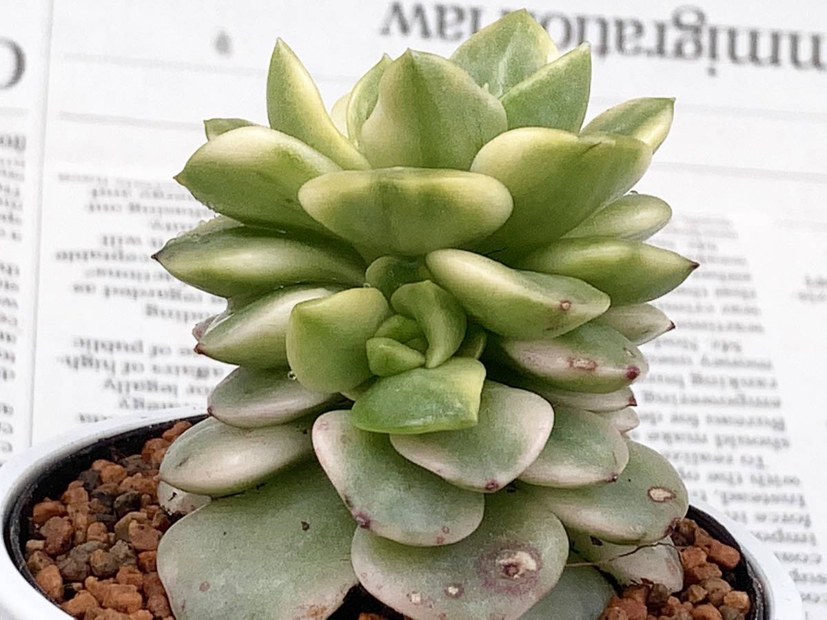 エンジェルリーナス錦 多肉植物 エケベリア 斑入り 抜き苗 根付き