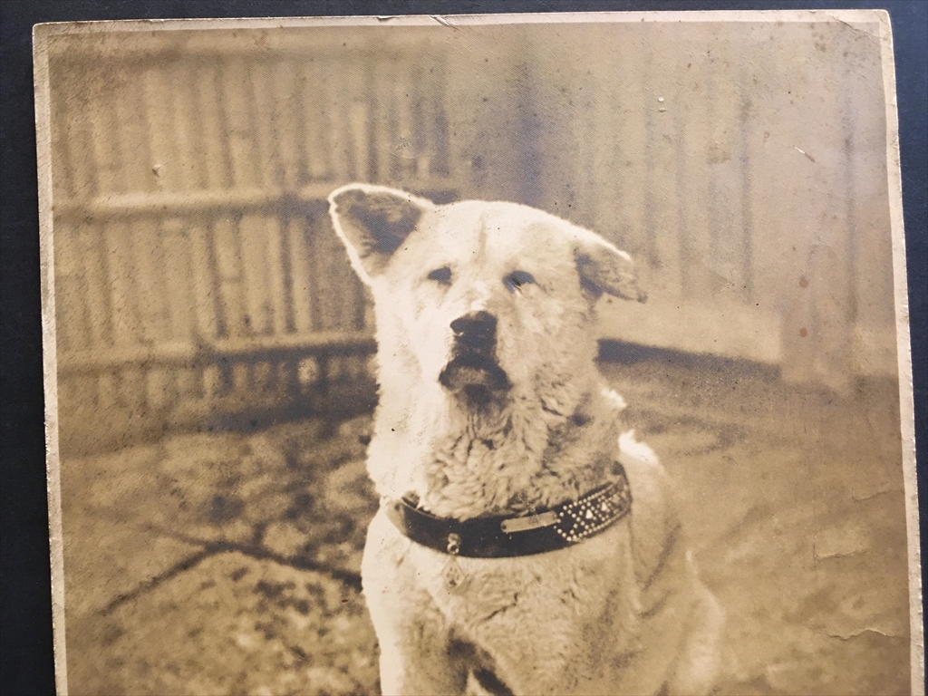 大判 忠犬ハチ公 写真 在リシ日ノ ハチ公 25cm cm 当時物 検 秋田犬 日本犬 忠犬 ハチ公 その他 売買されたオークション情報 Yahooの商品情報をアーカイブ公開 オークファン Aucfan Com