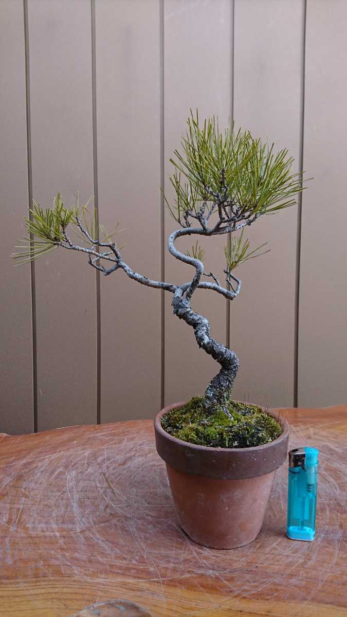 盆栽 赤松 樹高38cm 盆栽 盆栽 赤松・皐月 樹高38cm