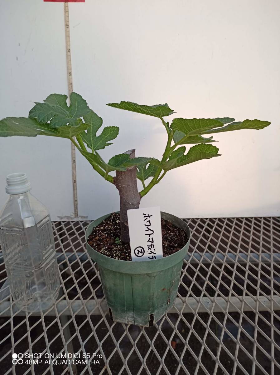 イチジク苗木 ホワイトマデイラ ⑨5号挿し木苗 ebayより