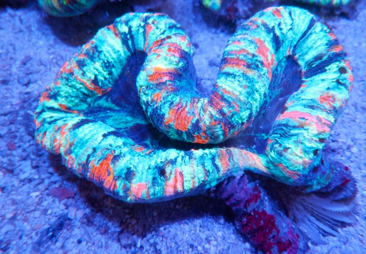 新品，定番 激美 オオバナサンゴ MULTI ＃588(海水魚)｜売買されたオークション情報、yahooの商品情報をアーカイブ公開 - オークファン 海水魚
