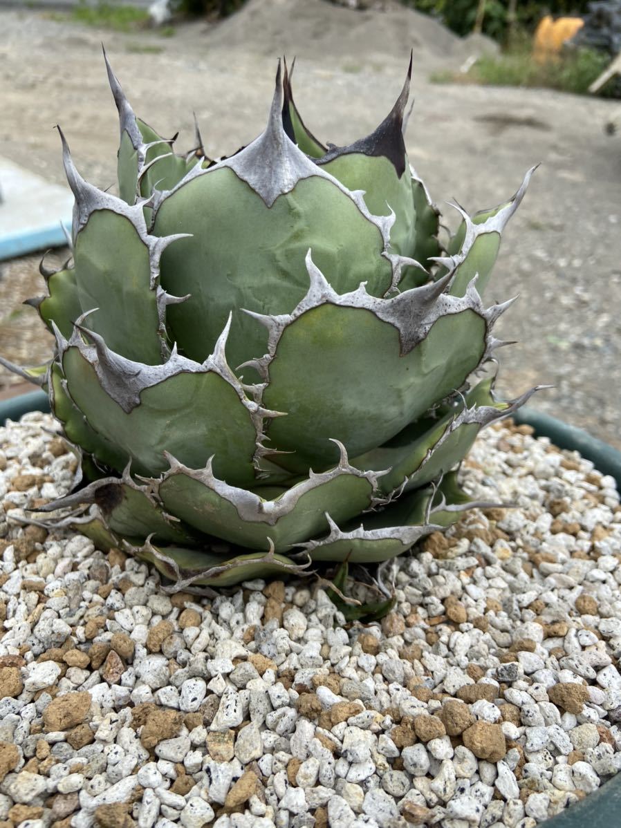 チタノタ アガベ titanota FO076 Agave agave fo076 コンパクタ