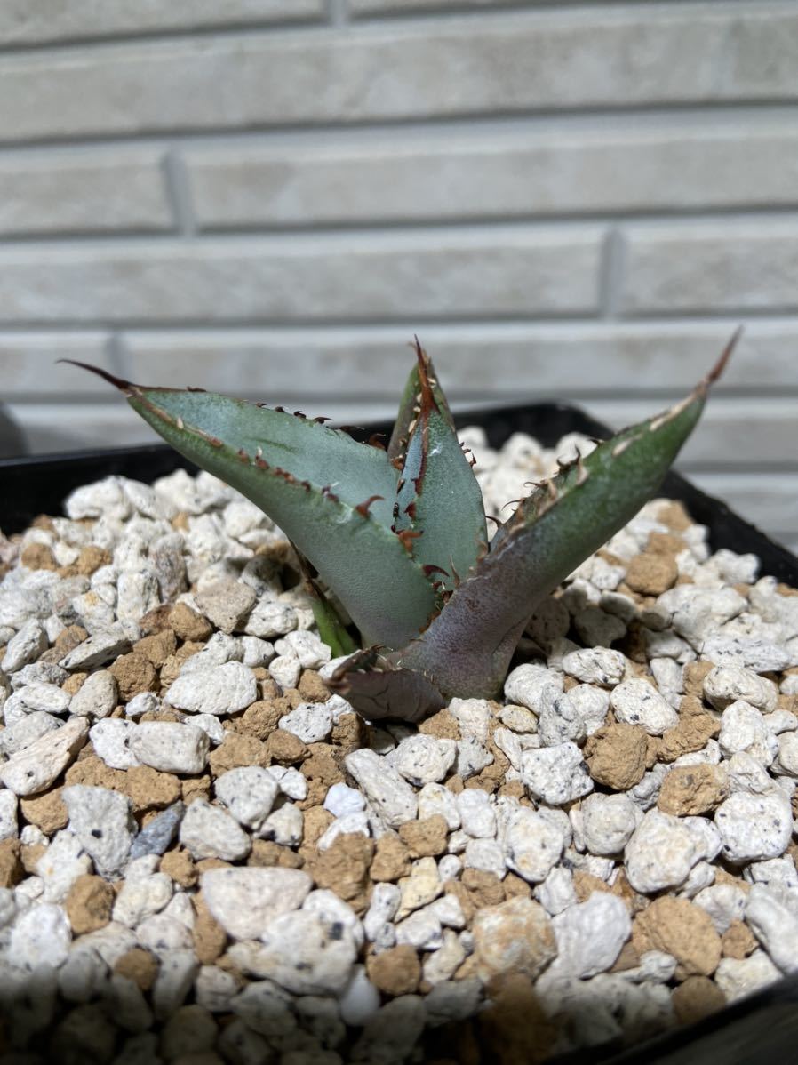 チタノタ アガベ titanota FO076 Agave agave fo076 コンパクタ