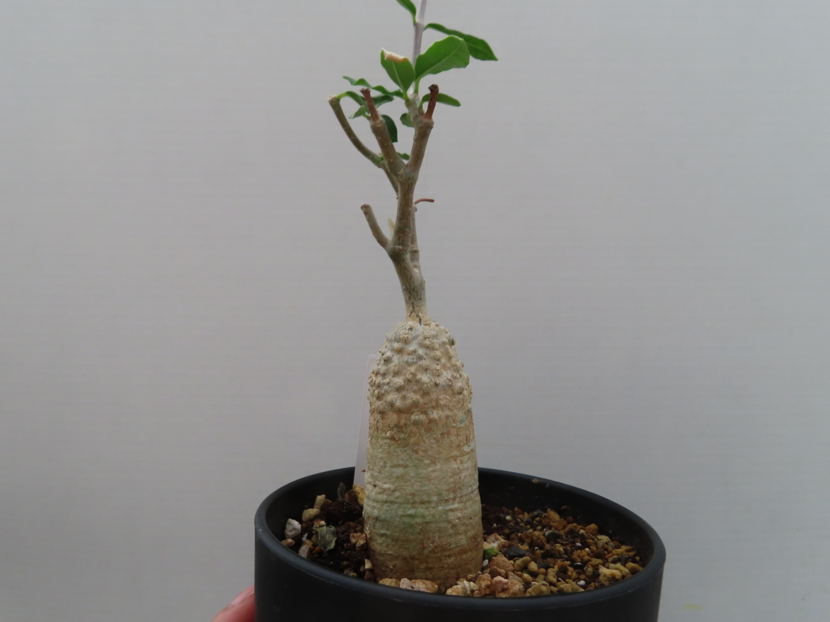フォッケア・エデュリス Fockea edulis フォッケア・エデュリス 火星人 塊根植物 コーデックス