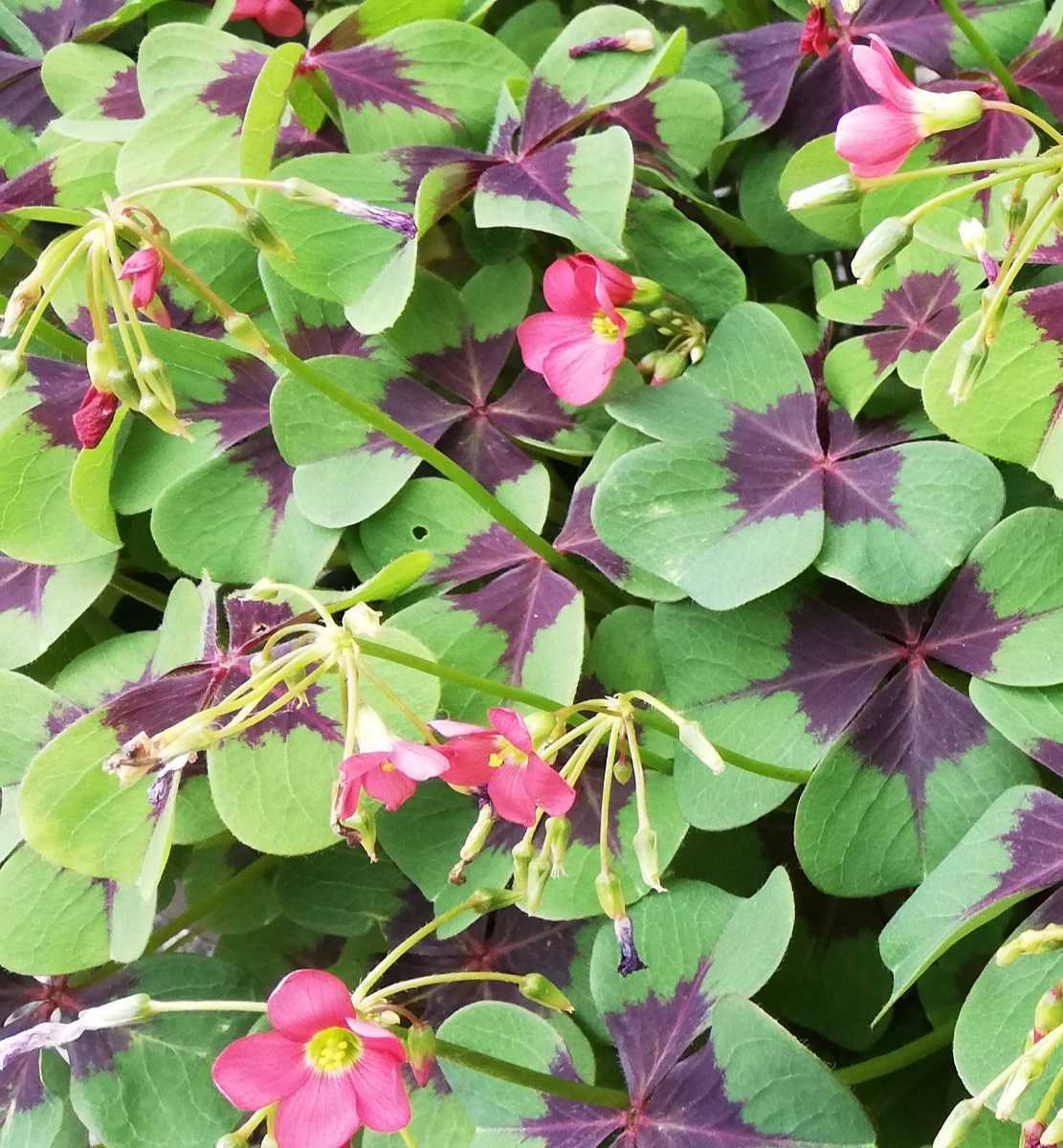 植え時 幸せのラッキークローバー 特大球5球 オキザリスアイアンクロス オキザリス 売買されたオークション情報 Yahooの商品情報をアーカイブ公開 オークファン Aucfan Com