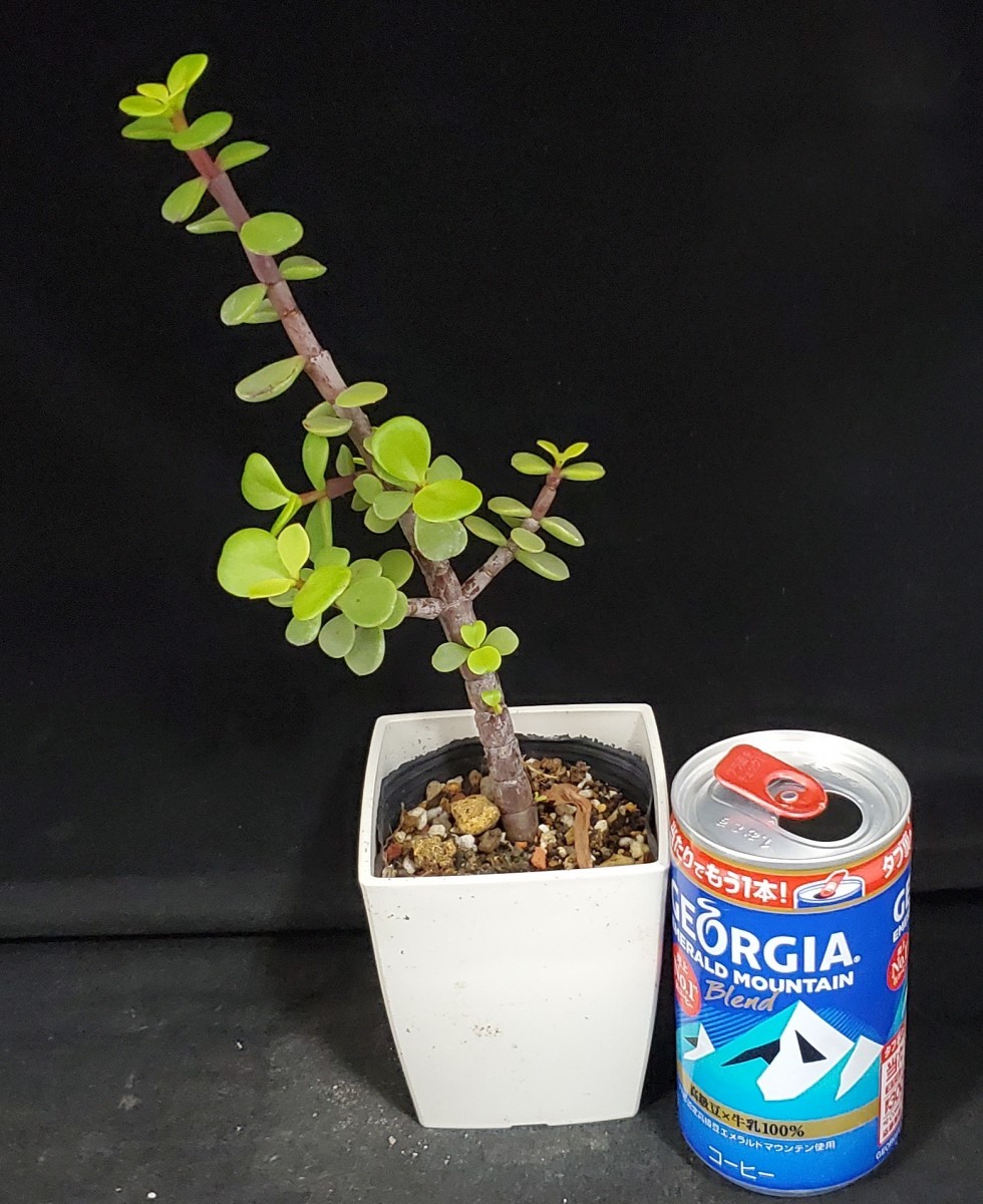 多肉植物 ポーチュカリア属 銀杏木 ｂ サボテン 売買されたオークション情報 Yahooの商品情報をアーカイブ公開 オークファン Aucfan Com