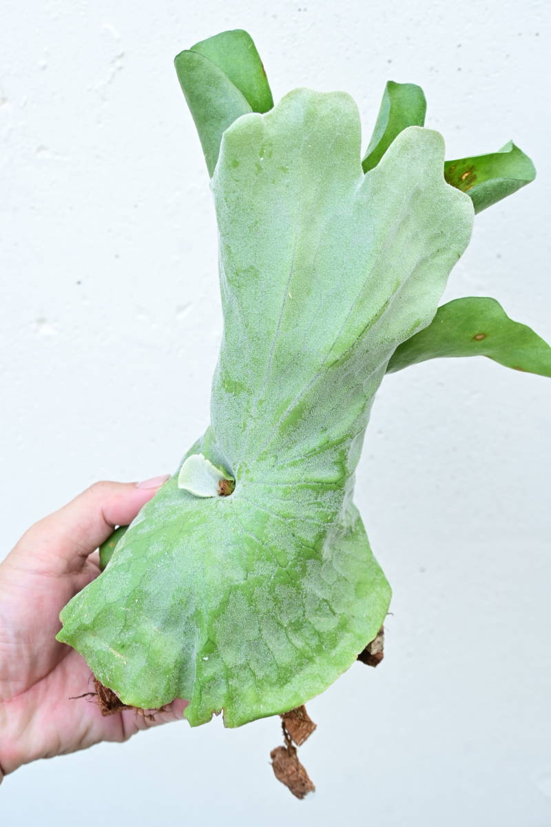 P.grande⑧ @bikamori.com 本物のグランデです。　ビカクシダ