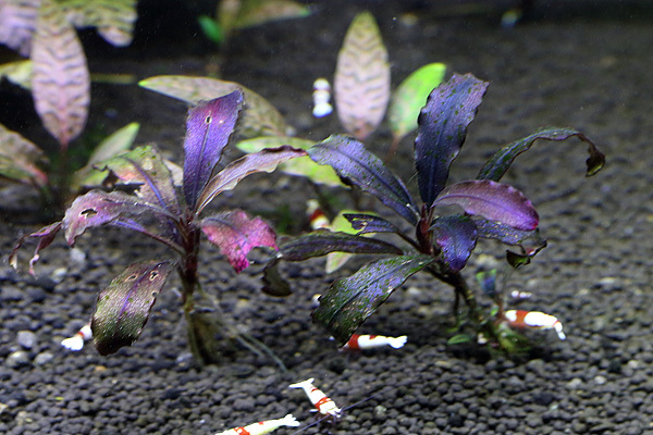 Bucephalandra sp Ghost kalimantan (2株）水中株 No.2 ペット用品