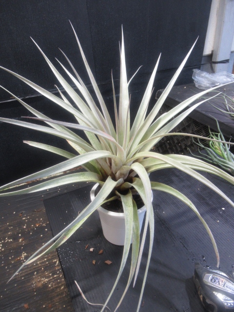 ティランジア コレクション Tillandsia Jalisco Peach 珍品 即決です  
