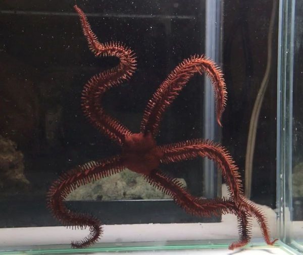 現物 アカクモヒトデ 近海魚 海水魚 生体 棘皮動物 フサクモヒトデ科 海水魚 売買されたオークション情報 Yahooの商品情報をアーカイブ公開 オークファン Aucfan Com