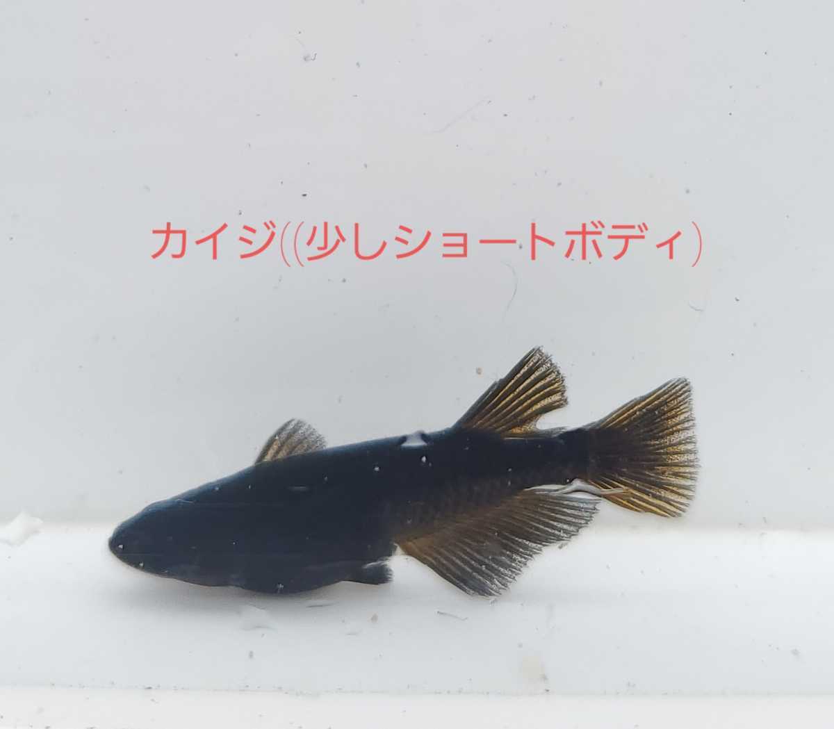 飛鳥めだか カイジ １匹ピュアブラック 1匹 改志血統カイジ １匹ピュアブラッ ク １匹 めだか 売買されたオークション情報 Yahooの商品情報をアーカイブ公開 オークファン Aucfan Com