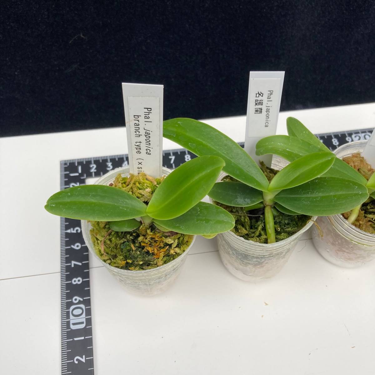 原種 Phal.japonica ナゴラン 実生小苗4鉢セット 名護蘭⑤ 洋蘭 山野草