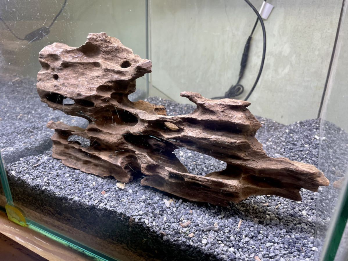 流木 2本セット 流木2本セット［ネストウッド］（| 60cm水槽用 流木2