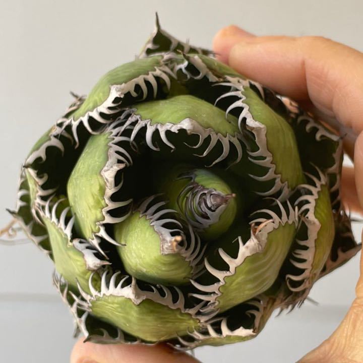 チタノタ アガベ Agave titanota オテロイ ホリダ 子株 agave fo-076