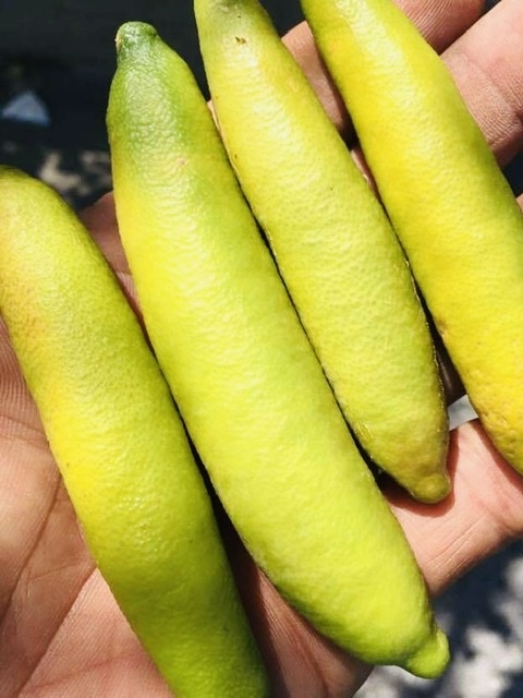 超希少お気に入り樹種！ Finger Lime Green Sapphire グリーン
