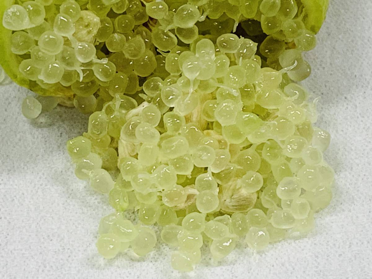超希少お気に入り樹種！ Finger Lime Green Sapphire グリーン
