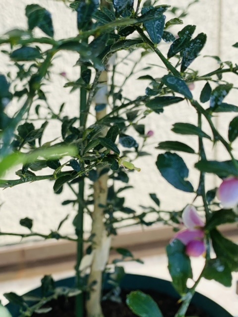 超希少お気に入り樹種！ Finger Lime Green Sapphire グリーン