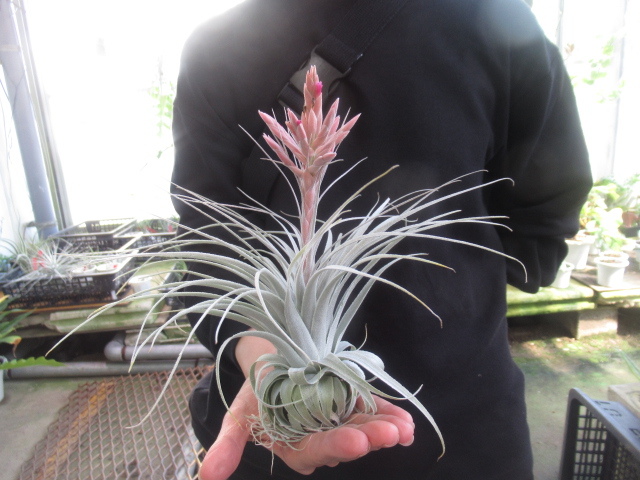KN 1円！ ティランジア チャペウエンシス（TILLANDSIA CHAPEUENSIS