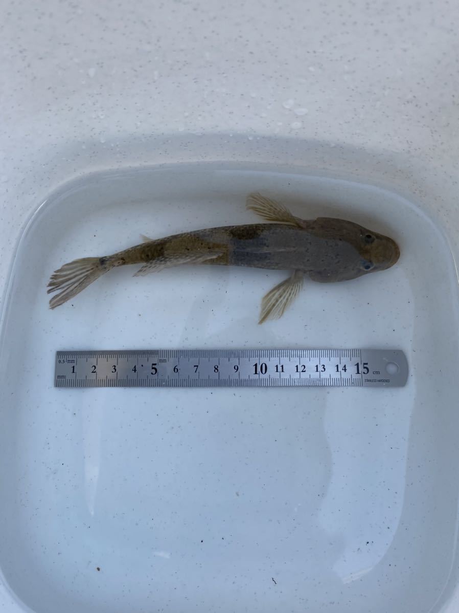 大型 ウロハゼ 17cm ハンドコート採集 海水魚 観賞魚 海水魚 売買されたオークション情報 Yahooの商品情報をアーカイブ公開 オークファン Aucfan Com