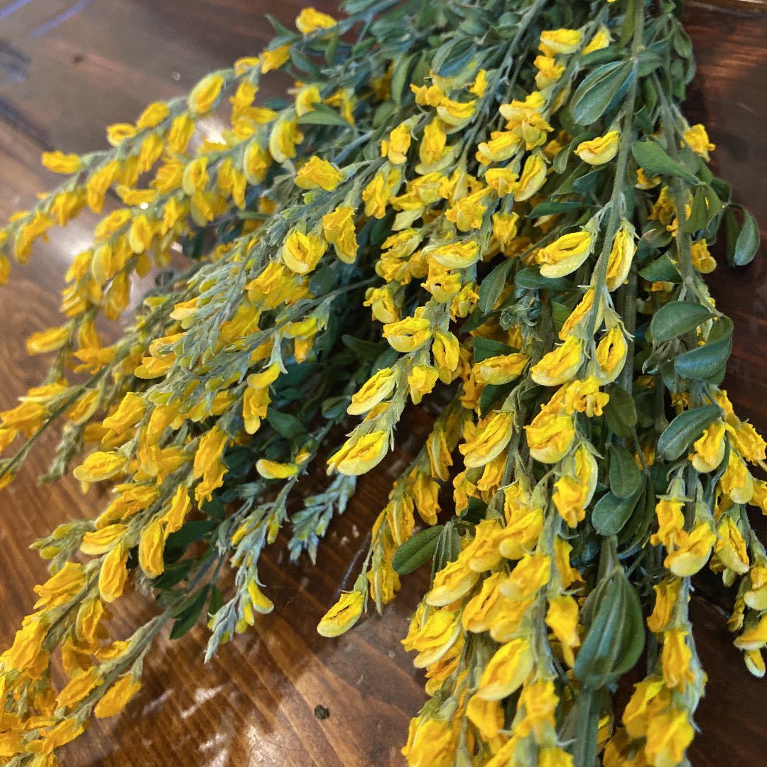 ドライフラワー エニシダ 黄色 花材 リース(一般)｜売買された  