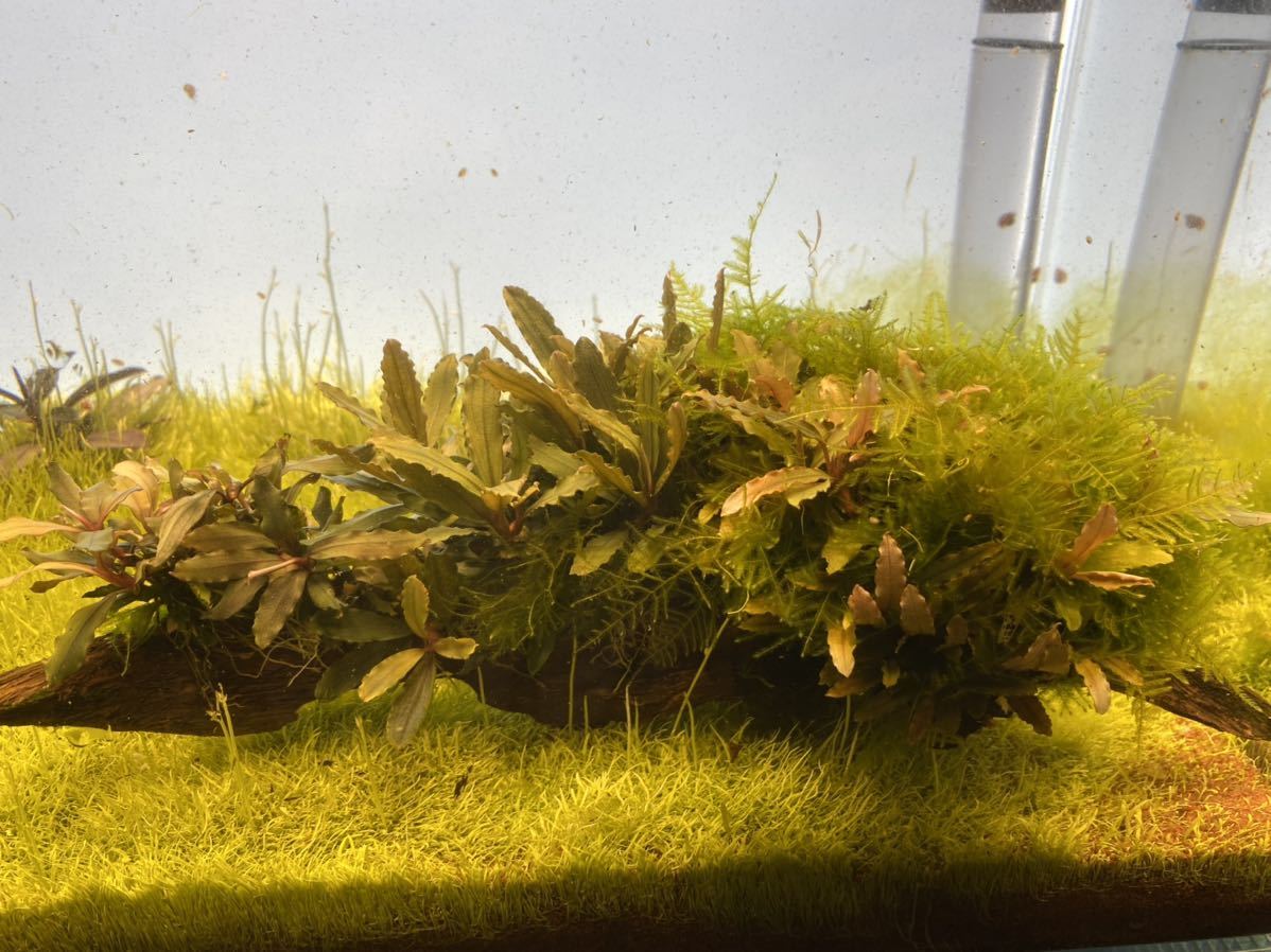 ブセファランドラ モス 流木 水草 水槽 アクアリウム その他 売買されたオークション情報 Yahooの商品情報をアーカイブ公開 オークファン Aucfan Com