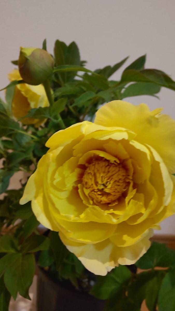 低価，HOT 5/5開花③オリエンタルゴールド 牡丹芍薬の大苗 写真現物(その他)｜売買されたオークション情報、yahooの商品情報をアーカイブ公開 - オークファン その他