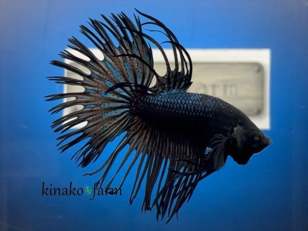 Kinako Farm Youtube動画有り ショーベタ クラウンテール ブラックオーキッド 0506 6386 ベタ 売買されたオークション情報 Yahooの商品情報をアーカイブ公開 オークファン Aucfan Com Kinako Farm Youtube動画有り ショーベタ クラウンテール ブラックオーキッド 0506 6386 ベタ 売買されたオークション情報 Yahooの商品情報をアーカイブ公開 オークファン Aucfan Com