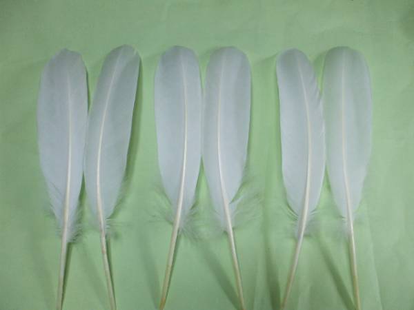 弓道 矢羽根 羽根 ホロ手羽１２本 (6対) 武道具 矢 弓道 弓道具